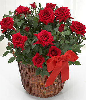 predivna korpica crvenih ruža